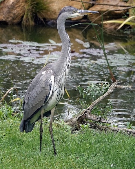 grey heron